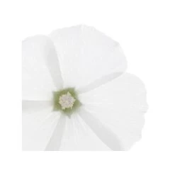 Phyto Delicato Balsamo Ad Uso Frequente Per Tutti I Tipi Di Capelli 175ml -Negozio Di Prodotti Per La Cura phyto douceur balsamo 175ml 985980313 1 3 1679673428