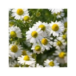 Rausch Shampoo Trattante Alle Erbe Svizzere 200ml -Negozio Di Prodotti Per La Cura rausch shampoo trattante alle erbe svizzere 200ml 4 1663684631